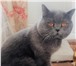 Изображение в Домашние животные Вязка Привозите кошечку на вязку с нашим котиком в Москве 2 000