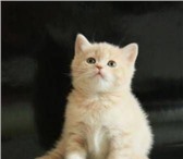 Продаются Шотландские котята от Чемпиона Мира Пермь: Предлагаем на продажу шотландских короткошерст 69346  фото в Перми