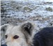 Фото в Домашние животные Отдам даром Каждая собака мечтает о чуде. Чудо это – в Улан-Удэ 0