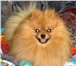 Продается щенок шпица мальчик, Будет ярко-рыжего окраса,  отец импорт США, У матери в родословной амер 66484  фото в Москве