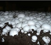 Фото в Прочее,  разное Разное Еще пару десятков лет назад получить шампиньоны в Москве 1 600