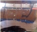 Изображение в Домашние животные Рыбки Два сома – 14 см вместе с хвостом. Сомики в Екатеринбурге 400