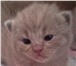 Плюшевые котятки скоттиш-страйт, с отличной родословной, два мальчика и девочка лиловые, разных 69242  фото в Челябинске