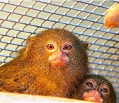 Фотография в Домашние животные Другие животные Продаются обезьянки карликовые игрунки(документы, в Челябинске 50 000
