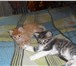 Фотография в Домашние животные Отдам даром котятам 1 мес. к туалету приучены, кушают, в Петрозаводске 0