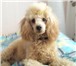 Foto в Домашние животные Вязка собак Кабель ищет девочку.пудель персикого цвета,красивый в Чебоксарах 0