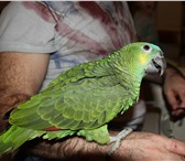 Foto в Домашние животные Птички Пропал попугай зеленого цвета синелобый амазон в Москве 0