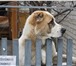 Foto в Домашние животные Вязка собак Кобель для вязки.Имеется родословная и клеймо.Липецк. в Липецке 0