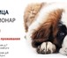 Фото в Домашние животные Услуги для животных Ветеринарная клиника в Алабино 24 часа (Наро-Фоминский в Москве 1