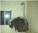 Изображение в Прочее,  разное Разное Продам чучело африканского страуса,  г. Миасс, в Челябинске 30 000