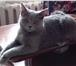 Продам кошку-британку 4823152 Британская короткошерстная фото в Томске
