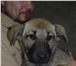 Фото в Домашние животные Отдам даром Пристраивается щенок от крупных родителей. в Красноярске 0