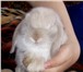 Изображение в Домашние животные Грызуны В Питомнике декоративных кроликов «Красная в Владимире 6 500