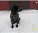Изображение в Домашние животные Потерянные Найдена собака в районе Малахова - Антона в Барнауле 0