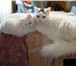 Фото в Домашние животные Вязка Очень крупный пушистый ангорский кот приглашает в Таганроге 0