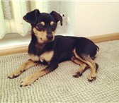 Изображение в Домашние животные Вязка собак Симпатичный красавец-мужчина, 10 месяцев, в Уфе 2 000