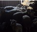 Изображение в Домашние животные Другие животные продам овец оптом и в розницу. Цена в живом в Белгороде 4 500