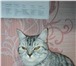 Фото в Домашние животные Вязка британская кошка 1 год ищет кота для вязки в Миассе 0