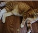Foto в Домашние животные Потерянные Потерялся кот, возраст 1 год, окрас бежевый, в Перми 2 000