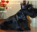 Изображение в Домашние животные Стрижка собак Профессиональная стрижка собак и кошек любых в Санкт-Петербурге 2 000