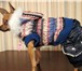 Фото в Домашние животные Товары для животных Выгодное предложение от Mini dog style в в Томске 650