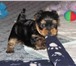 Фотография в Домашние животные Вязка собак Отличный развязанный производитель приглашает в Таганроге 4 000
