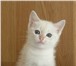 Тайские котята блю тэбби  (линкс) поинт девочка 167021  фото в Новосибирске