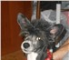 Foto в Домашние животные Потерянные 07 сентября 2012, Солнечногорск &mdash; Пропала в Солнечногорск 500