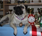 Фотография в Домашние животные Вязка собак Шикарный,ухоженый мопс-чемпион ждет в гости в Москве 10 000