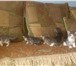 Фото в Домашние животные Отдам даром отдаём пятерых очаровательных котят (4 мальчика в Новосибирске 0