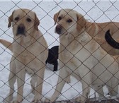 Продаются чудесные щенки лабрадор ретривера от импортного производителя, линии США, Старз Ме 68549  фото в Ульяновске