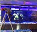 Фото в Прочее,  разное Разное К нам обращаются владельцы домашних аквариумов, в Москве 1 000
