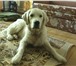 Фотография в Домашние животные Услуги для животных Предлагаю услуги передержки собак средних в Зеленоград 0