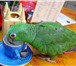 Изображение в Домашние животные Птички В наличии есть птенцы попугаев шестимесячного в Перми 0