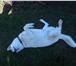 Фотография в Домашние животные Вязка собак Сибирский хаски окрас белый не развязан возраст в Тольятти 0