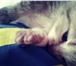 Отдадим котят в добрые руки 1050089 Домашняя кошка фото в Пензе