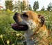 Изображение в Домашние животные Вязка собак Предлагается на вязку молодой кобель породы в Перми 30 000