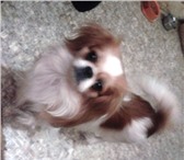 Фотография в Домашние животные Вязка собак Ищем кобелька для случки с ХИНКИ 2х лет. в Краснодаре 0