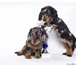 Продаются щенки длинношерстной миниатюрной таксы от племенного питомника «ТАВИ», два кобеля чёрно- 67176  фото в Москве