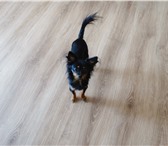 Фотография в Домашние животные Вязка собак Ищем вязку. Той-терьер длинношерстный черно-подпалый в Красноярске 1