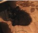 Фотография в Домашние животные Отдам даром Отдам в добрые руки котенка у мес, мальчика, в Барнауле 0