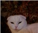 Фотография в Домашние животные Вязка Требуется кот на вязку для Шотландской кошки в Ярославле 0