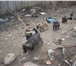 Изображение в Домашние животные Отдам даром Замечательные щенки - красавцы: мальчики в Тольятти 0