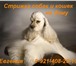 Изображение в Домашние животные Стрижка собак Профессиональная стрижка собак и кошек любых в Санкт-Петербурге 2 000