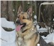 Foto в Домашние животные Вязка собак Мальчик немец приглашает на свою территорию в Кинешма 100