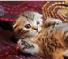 Фото в Домашние животные Другие животные Вислоухие чистокровные шотландские котята в Старом Осколе 5 500