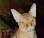 Изображение в Домашние животные Вязка Годовалый кот породы "Канадский Сфинкс" ищет в Челябинске 5 000