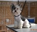 Фото в Домашние животные Стрижка собак Профессионально у себя в салоне или с выездом в Таганроге 400