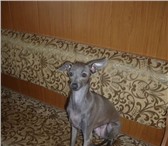 Кто-то желает иметь около себя кошко-собаку, с которой не обязательно гулять, которую можно носит 67648  фото в Новосибирске