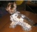 Изображение в Домашние животные Товары для животных Продаётся новая шубка на собачку мелкой породы в Дубна 2 000